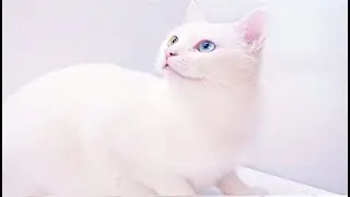 Elegant and beautiful cats