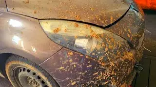 РАЗОРВАЛ ДИСК СЦЕПЛЕНИЯ! RENAULT SCENIC