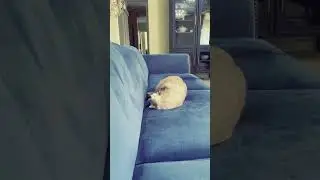 Почему нельзя бить котика.