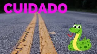 Jiboia na estrada, animal desfilando sua beleza.