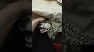 POV: Это канун нового года, а ты чешешь сябаку :)