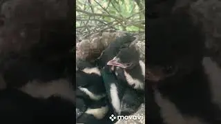 птенцы сорока у меня в саду !🇹🇯🐣🐣🐣🐣🐣