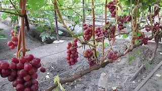 18.08.2024. Виноград 