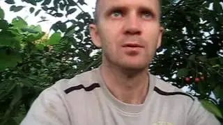 Заготовка для чая листья малины и красной смородины