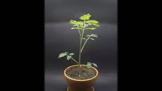 How To Grow Cherry Tomato Seed In 75 Second Time Lapse Video 2022