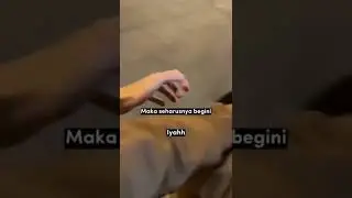 jomblo bisa apa ?! 