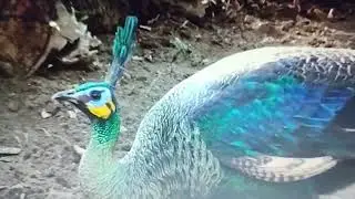Meditação para perder o medo!