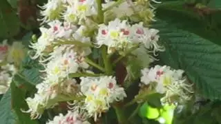 Снова цветут каштаны 2п
