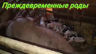 Опорос раньше времени! Ранний опорос свиноматки! Рождение поросят раньше срока!