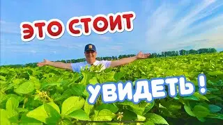 СОЯ ВЫСОТОЙ С ЧЕЛОВЕКА !!! СИГАЛИЯ МАТЬ ЕЁ …