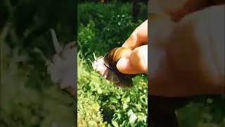 Разве у нас водились такие 🐌🐌🐌раньше?