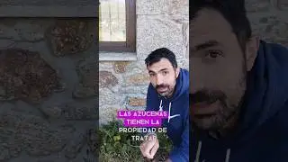 reconocimiento y propiedades de las azucenas