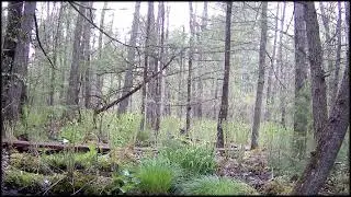Swamp View 2