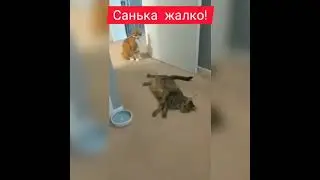 Лучший нокаут в истории | #Shorts