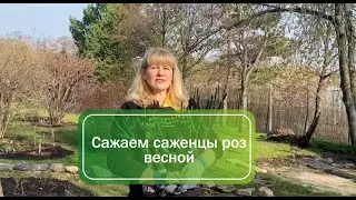 Посадка саженцев роз весной. Пошаговая инструкция 