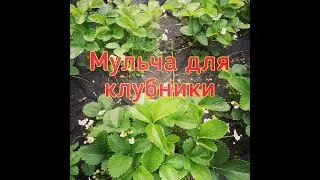 Мульча для клубники. Никакой прополки, только большой урожай.🍓🍓🍓