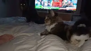 Cat's reaction to cat noises