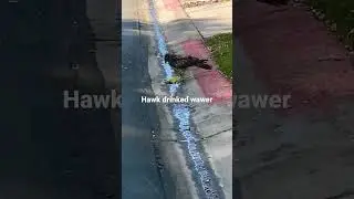 Hawk drinked wawer