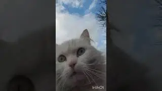 #смешние животние