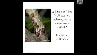 Talk #1: Black Scale on Olives with Kent Daane