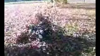 leaf Monster?