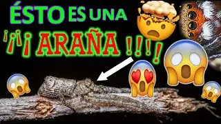 PASEANDO entre cientos de ARAÑAS😱😍