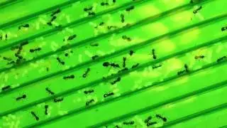 Ants! By Nokia 808 Pureview