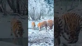 Тигры в Подмосковье. Парк Живой природы, г. Клин