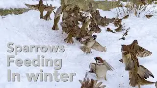 Birds (Sparrows) Eating in Winter . Relaxing Video With Natural Sounds