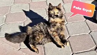 Sokak Kedilerini Besliyoruz .Pala Lakapli Kediyi Yakaladik