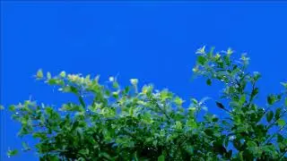Tree green screen video, Green screen tree, tree green screen effect kinemaster, P-46