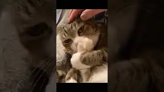 cat memes compilation #cats #music #memes #roblox #funny #twitch #warzone #love