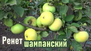 Древняя классика - яблоня РЕНЕТ ШАМПАНСКИЙ (БУМАЖНЫЙ) - для длительного хранения