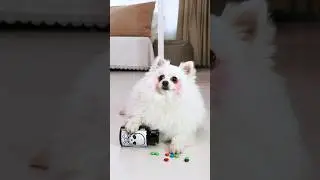 Bitzee-My electronic partner!