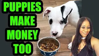 Amazon Influencer Program! Even our PETS can make money online!