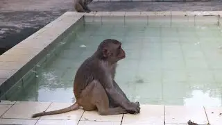 Baby Monkeys going to Swimming pool || BiBi monkey plays friendly with Mom & Dad