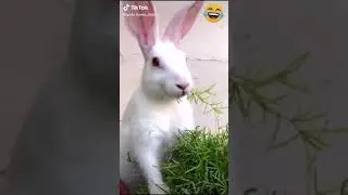 Заяц, ты меня слышишь? Слышу, слышу))