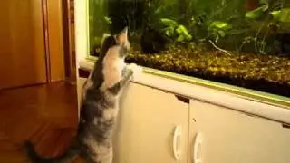 Прикол про кошку $ Баксю $