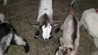 Козлик разноцветный