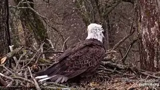 Decorah North Nest 10-31-24 Mr and DNF to the nest, watchful, lots of visiting eagles around