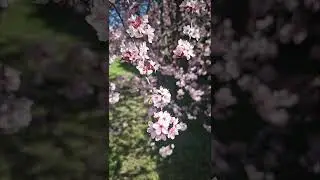 SPRING IS HERE