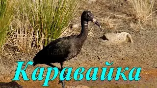 Каравайка