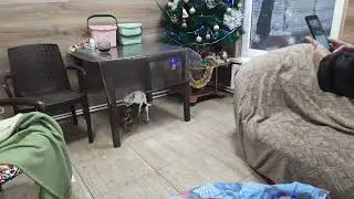 естественная вязка ❗собак ❗ чихуахуа Кастропуло Крым Елисей и Сильва жених и невеста