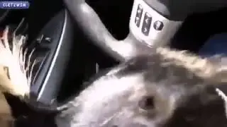 ПРИКОЛ!! СТРАУС ЗАДОЛБАЛ ТУРИСТОВ