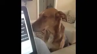 Dog Relaxes