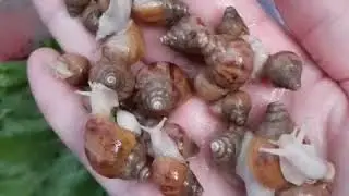 ULITKALARNI HAMMASIHAM YASHAB QOLOLMAYDI. YOHUD ULITKALAR PARVARISHI