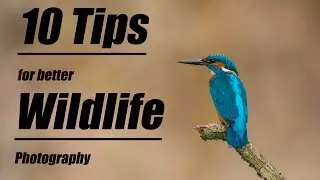 10 tips for better wildlife photography