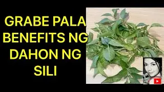 Mula ng Malaman ko ang Benipisyo ng Dahon ng Sili, halos araw araw ay ginagawa kong Tea