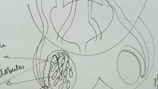 Male Reproductive System|| Complete Structure || Class 10