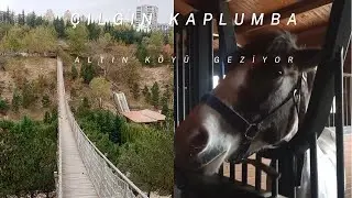 ALTINKÖY IN THE EYES OF THE CRAZY TURTLE (DEER/GAETLE/HORSE/DONKEY AND OTHERS)